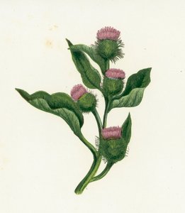 Bardana común, Arctium Lappa de English School